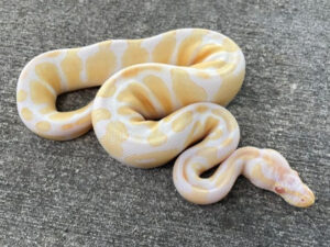 albino ball python for sale​