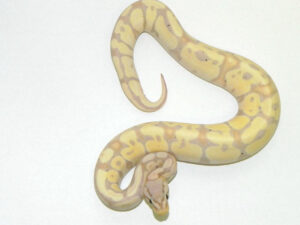 coral glow pastel ball pythons for sale (python regius)