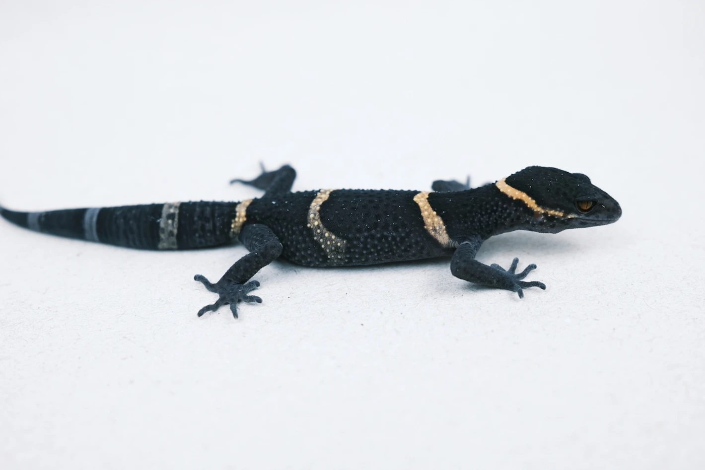 Chinese Cave Gecko - Image 2