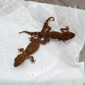 paroedura vazimba pair 25002