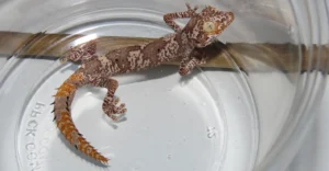 northern spiny tailed gecko pair