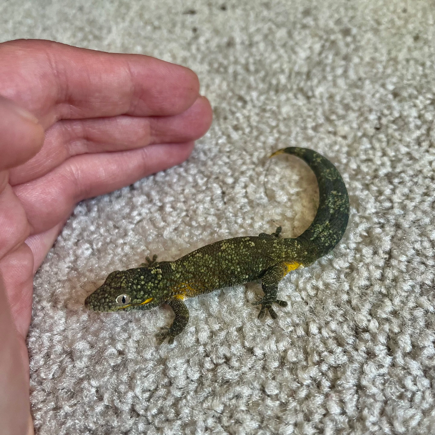 high color male agricolae