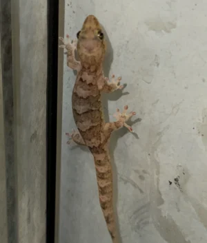 group of bavayia geitaina and robusta