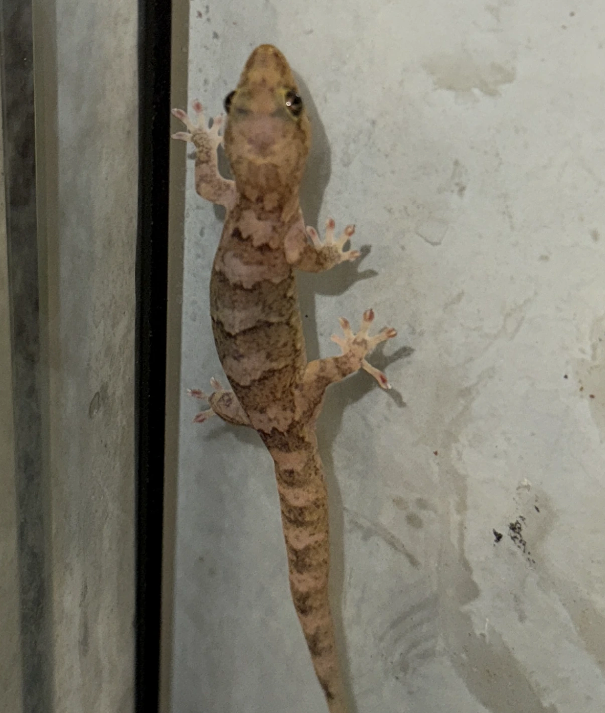 group of bavayia geitaina and robusta