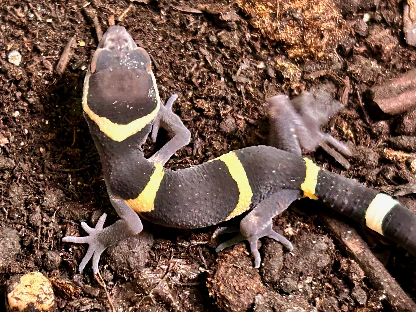chinese cave geckos, g. hainanensis