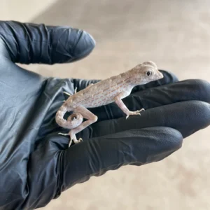 scorpion tail gecko