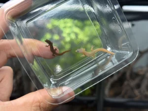 sphaerodactylua fantasticus prob pair