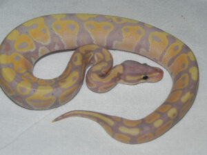 coral glow ball pythons
