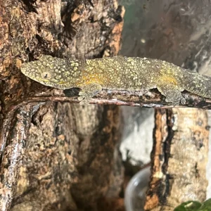 high color male agricolae