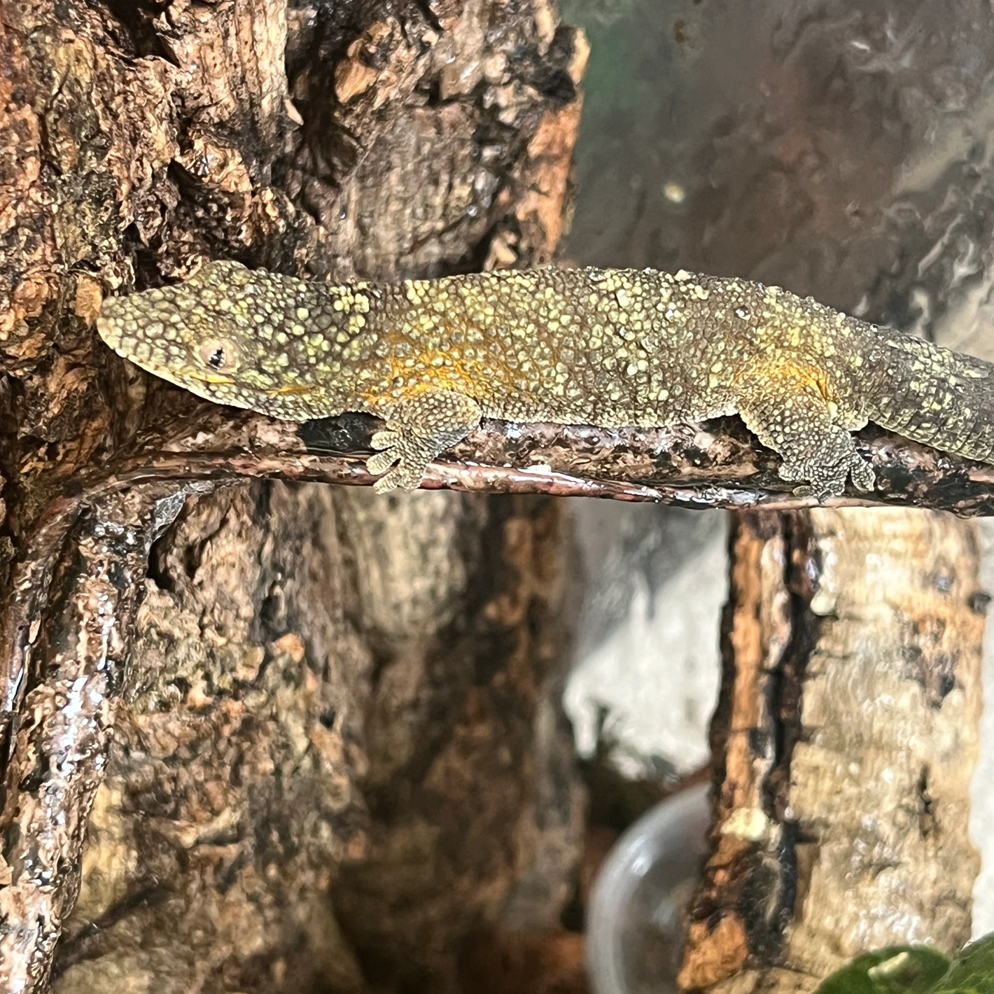 high color male agricolae