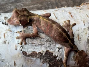 Juvenile Uroplatus Phantasticus Male