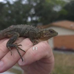 Lewisi Hybrid Blue Rock Hatchling