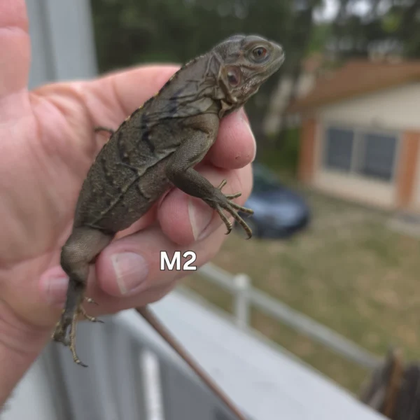 Buy Lewisi Hybrid Blue Rock Hatchling – Available In Stock