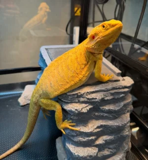 Citrus, Hypo, Leatherback, Het Witblits