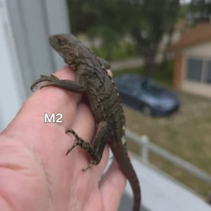 Lewisi Hybrid Blue Rock Hatchling