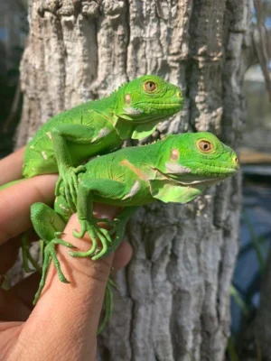Lesser Antillean Iguanas