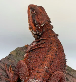 Red Monster Double Het