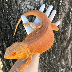 50% Red Monster Witblits