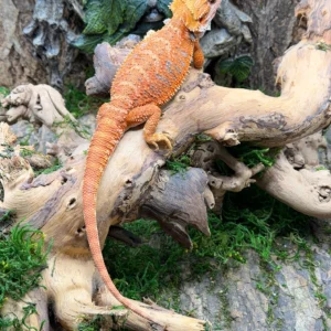 Flawless 75 Red Monster Blue Bar Hypo Het Trans