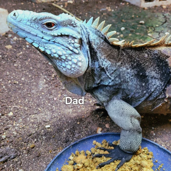 Buy Lewisi Hybrid Blue Rock Hatchling – Available In Stock